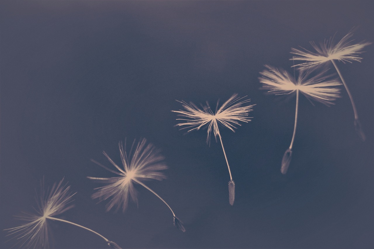 dandelion-4195782_1280.jpg